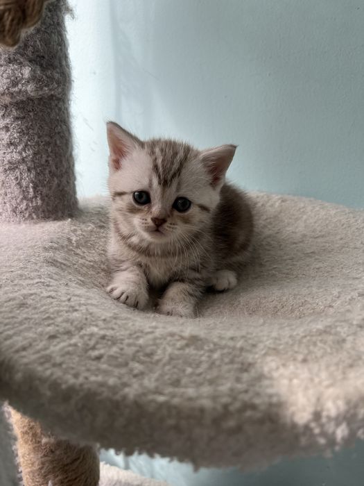 Котята шотландской породы