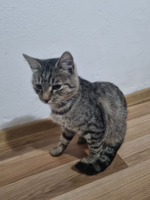 Donez motan in varsta de 1 an foarte blând