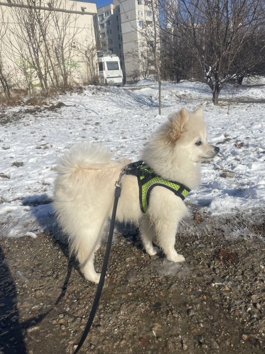 Разхождам кучета | ж.к. Младост