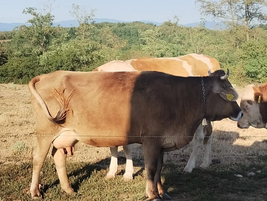 Vând vaca bună de lapte