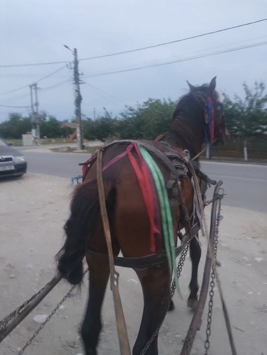 Vând cârlan 1 an și 8 luni