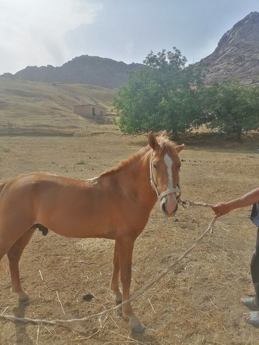 OT sotiladi yoshi 4 da