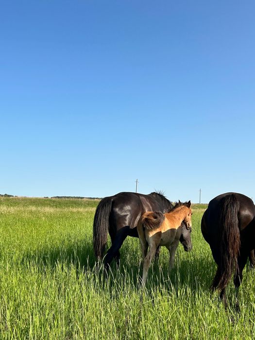 Продам лошадей шесть голов срочно