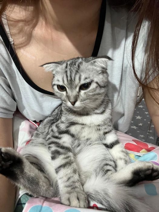 Шотландская кошка