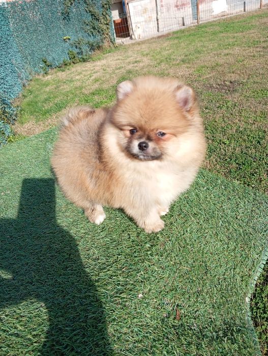 Померан померанчета