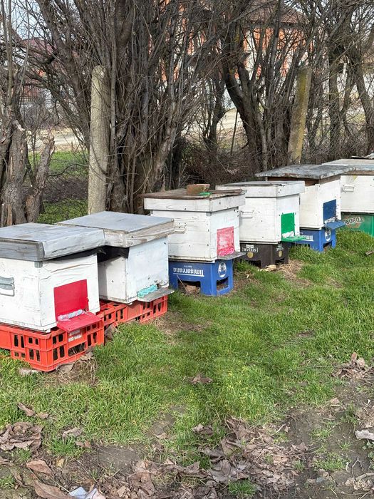 Vand familie de albine