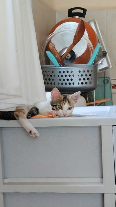 Предлагам хубаво котенце