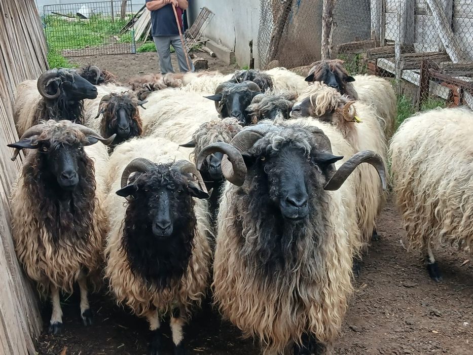 Vand  oi tinere  de ținut