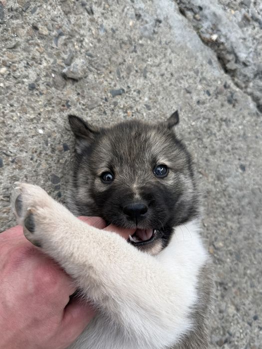 Продам     Щенят