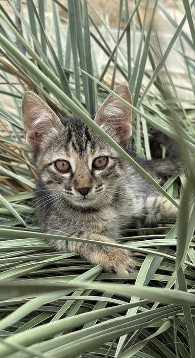 Фотограф на iPhone 16 Pro - портреты, праздники, мероприятия в Актау