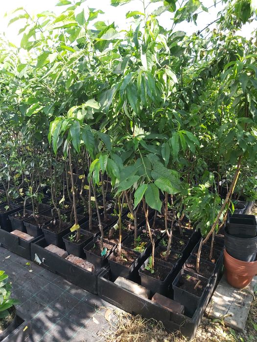 Pomi fructiferi si arbusti fructiferi in ghiveci