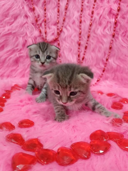 Продам вислоухих шотландцев