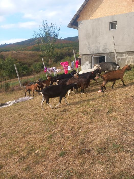Vand capre 11 capre un țap si o iada