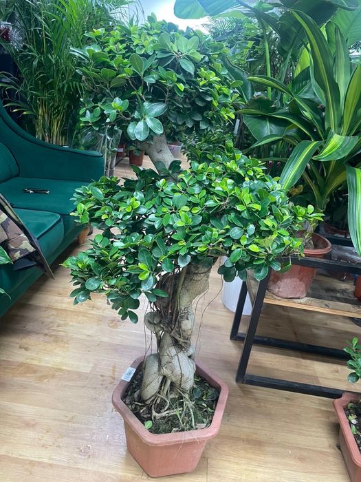 Дерево миллионера Бонсай