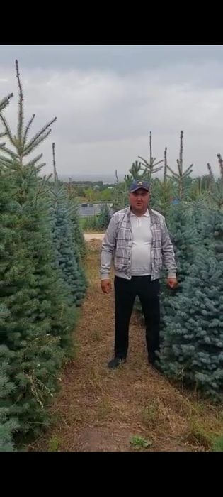 Тополь пирамидальный