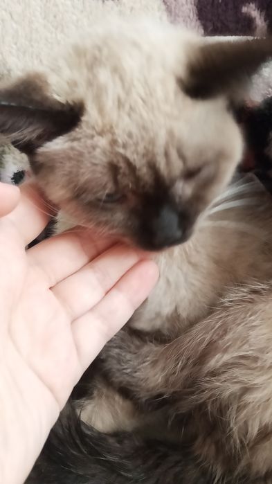 Отдам котёнка девочку в добрые руки