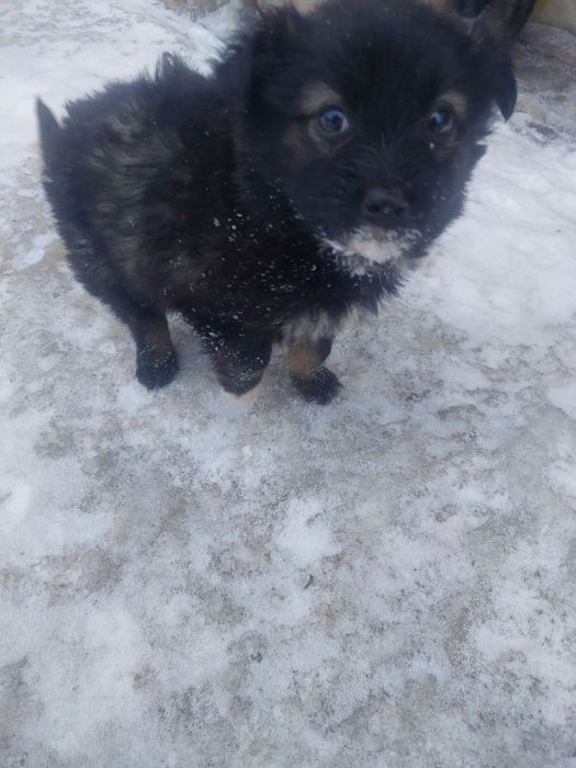 Отдам щенят в добрые руки