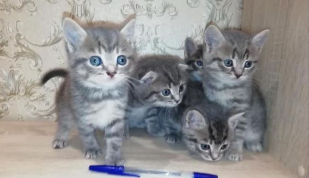 Шотландские девочки и мальчики 1.5 мес