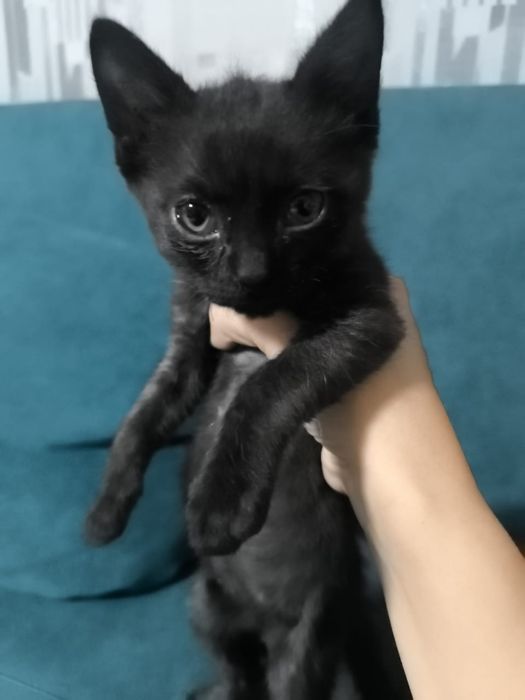 Отдам котят. Можем привезти