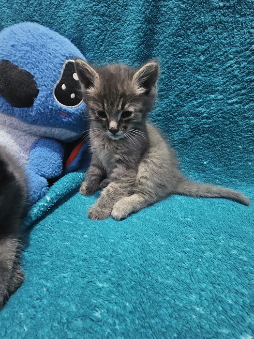 Отдам котят бесплатно