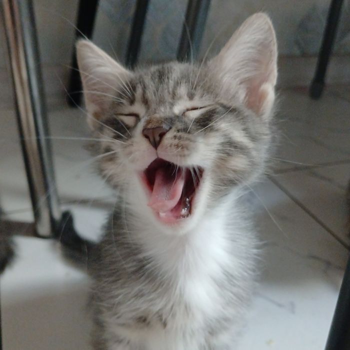 Отдам в хорошие руки котят