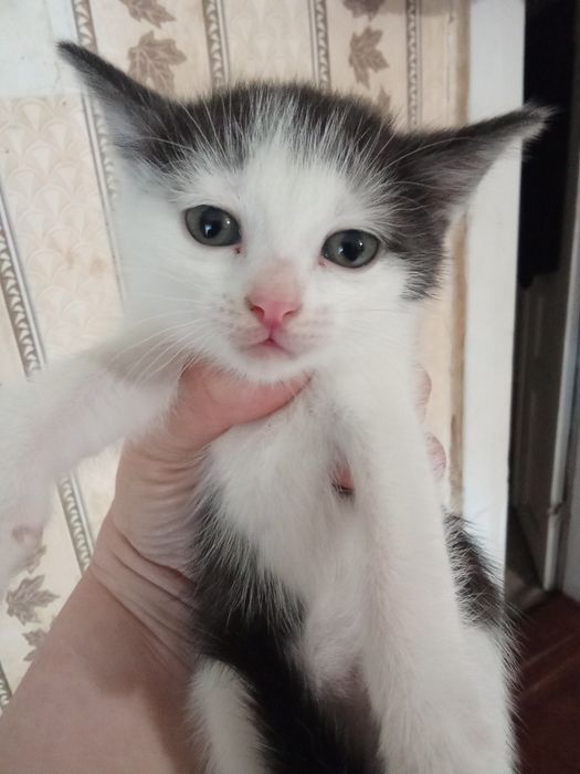 Отдам в добрые руки котят. 2 мальчика и девочка.