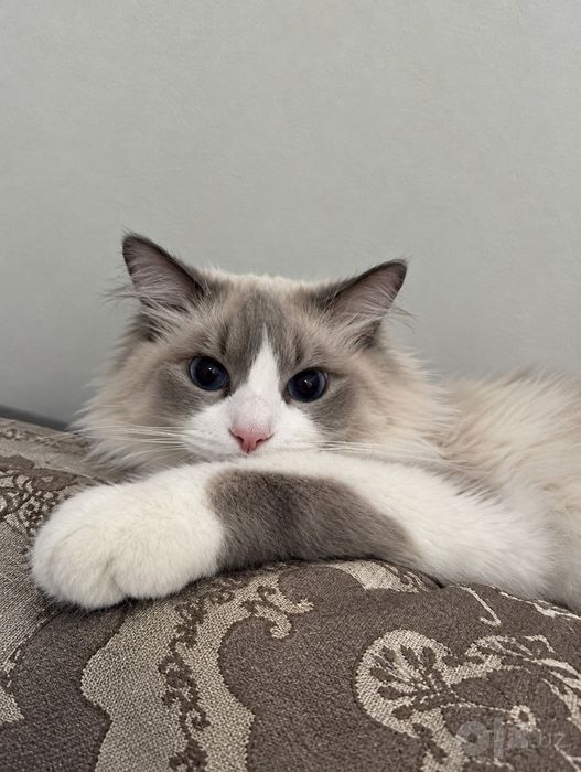 Ragdoll mushuk srochni sotiladi