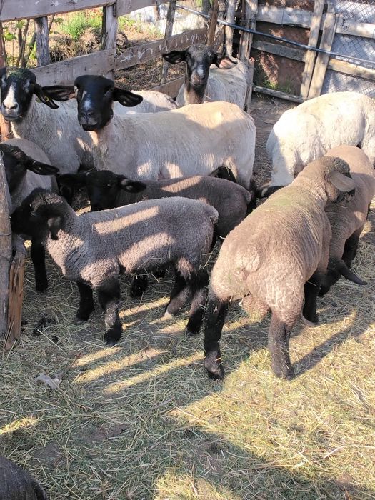 De vânzare doi berbecuți suffolk