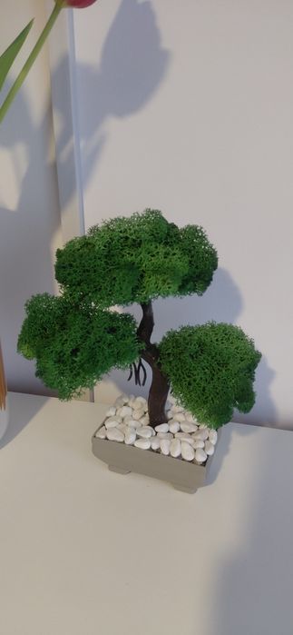 Bonsai din licheni
