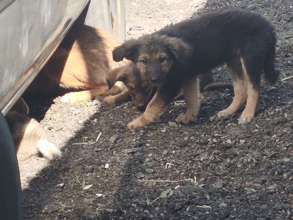 Щенята в хорошие руки !!!