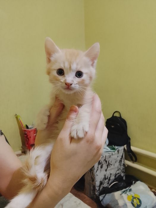 Бесплатно! Только в добрые руки!!!