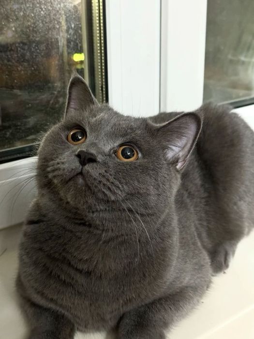 Британские котики мальчик и девочка!