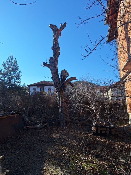 Рязане на опасни дървета