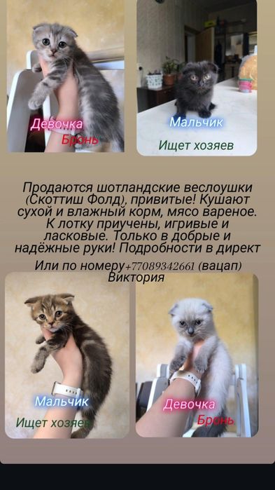Продаются котята
