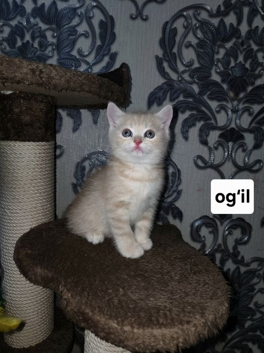 Scottish shinshila 2 oylik sotiladi