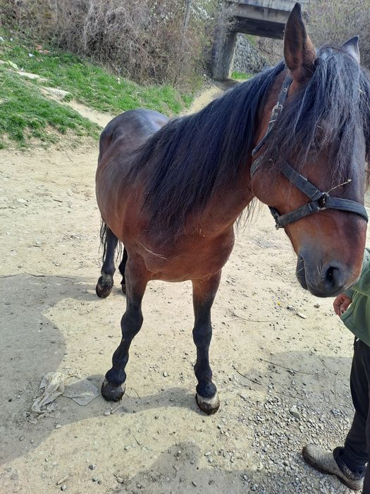 Vând cal de șase ani mai multe detalii la telefon