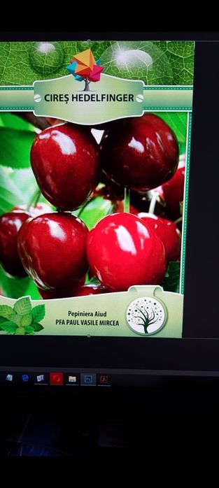 Pomi fructiferi de diferite soiuri