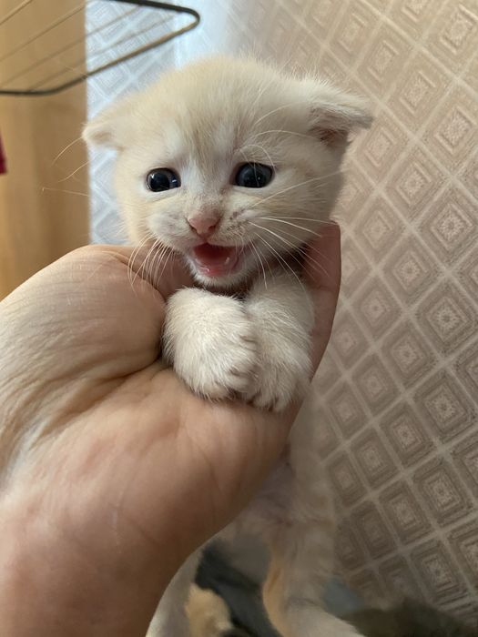 Шотландцы чистокровные