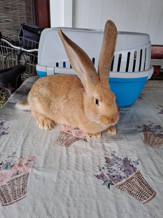 Urias german galben si negru