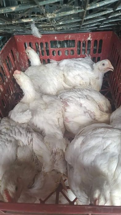 Pui alb de carne bun de sacrificat