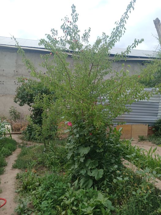 Продам 3 ком. Кв.