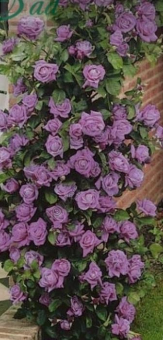 Вьющаяся английская роза