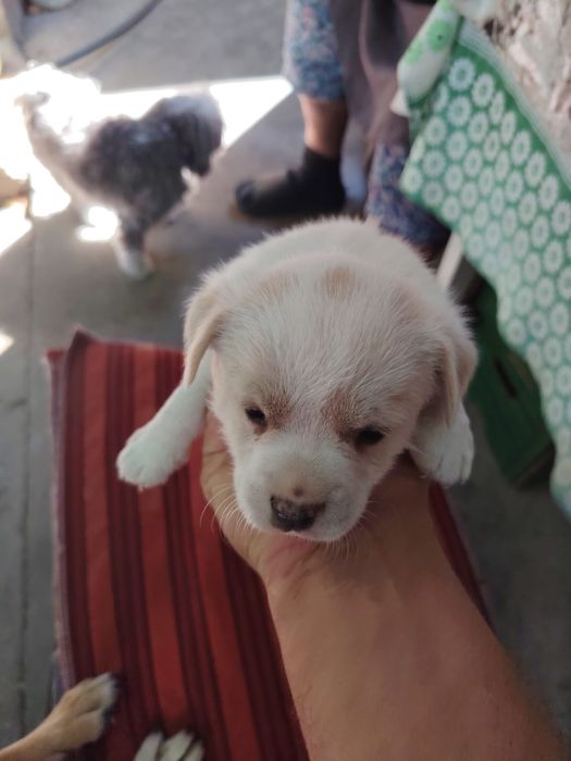 Adopție căței talie mica