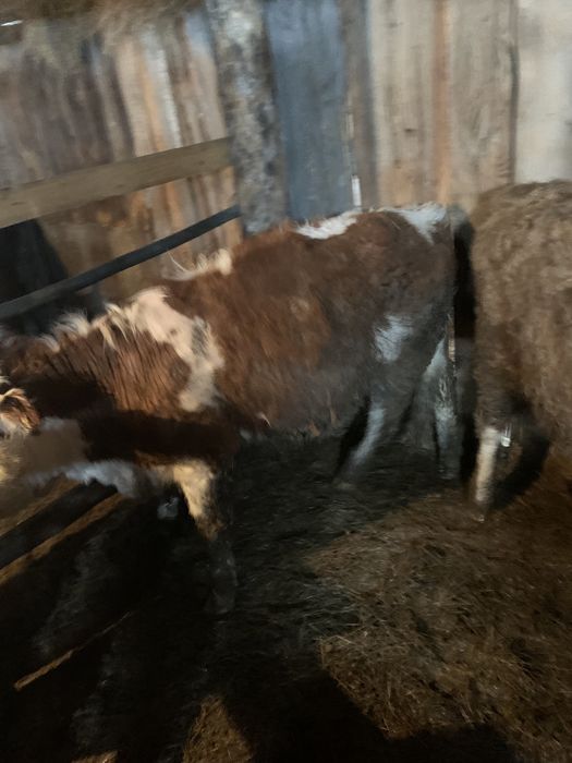 Продам бычков годовалых оптом