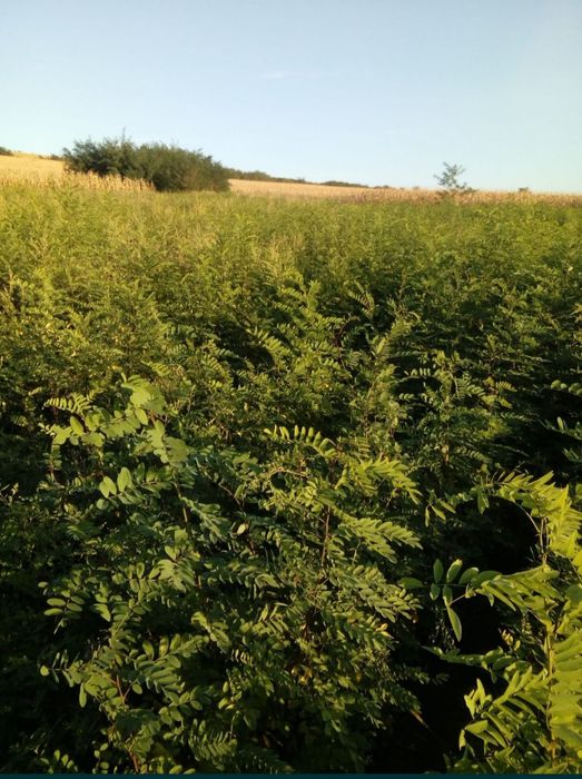 Puieti salcâm frasin fag carpen ulm plop mesteacăn brad molid Tei arin