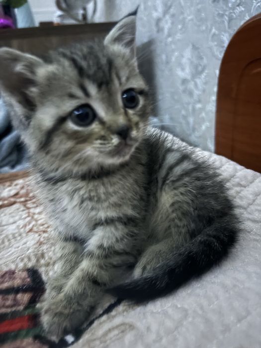 Продам котенка в хорошие руки