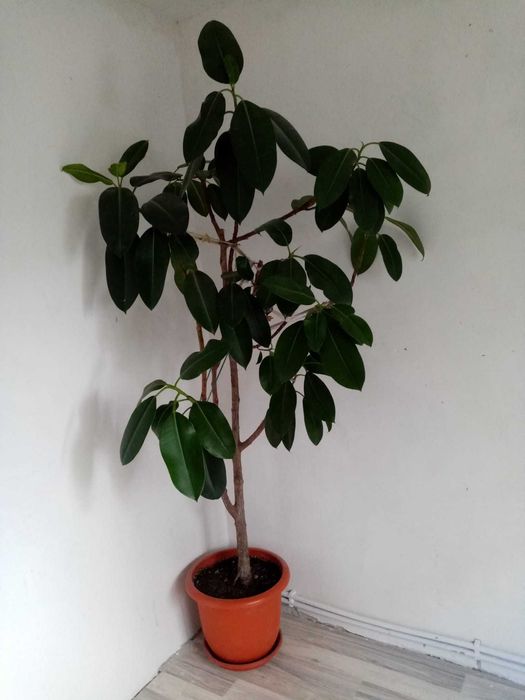 Vand 2 Ficusi la ghiveci flori sanatoase