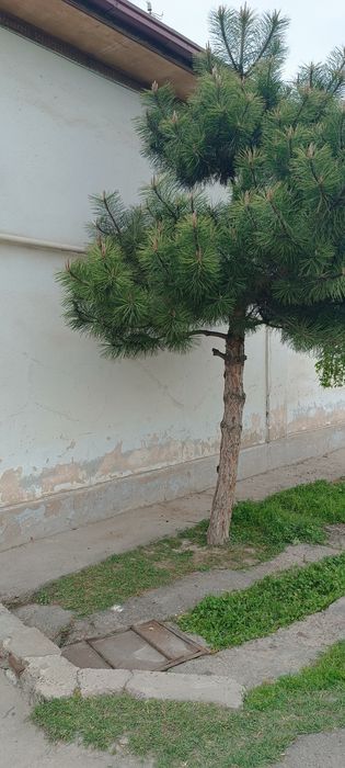 Archa Ёлка арча.