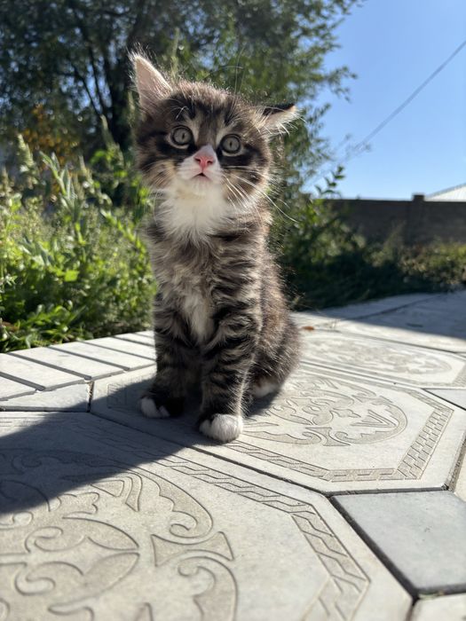 Отдам в хорошие руки котенка девочка