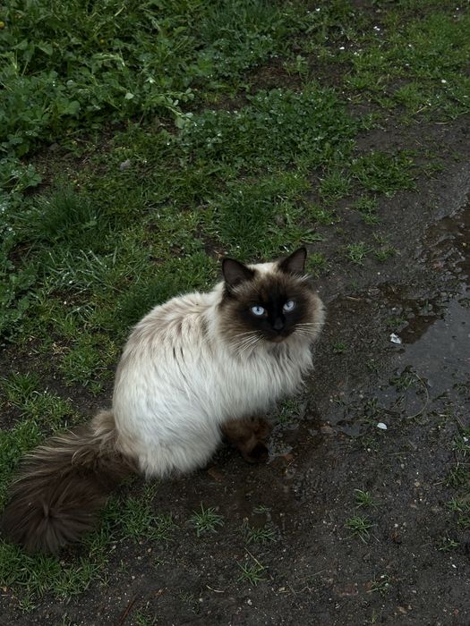 Кот с котенком в добрые руки